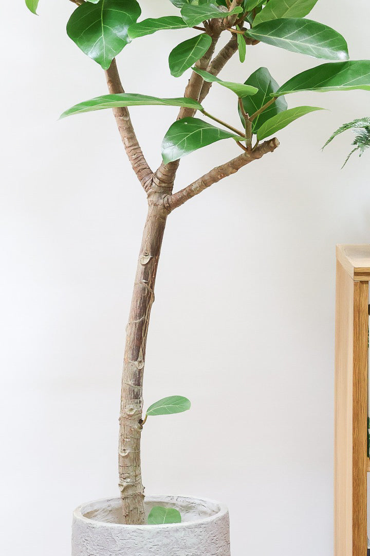 フィカス アフリカンプリンスIV60940| 観葉植物の通信販売 | APEGO