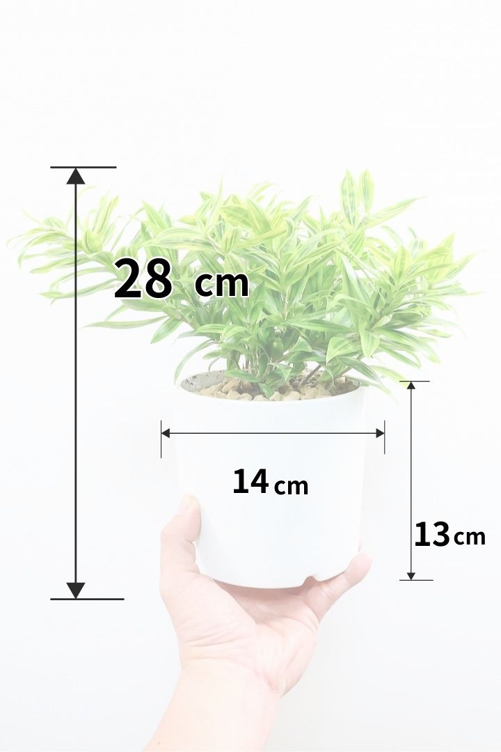 ドラセナ スルクロサ ファニータW61321| 観葉植物の通信販売 | APEGO