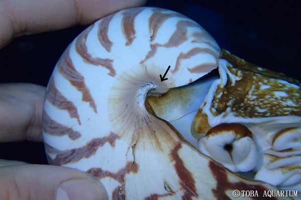 オウムガイのエボシガイ | 鳥羽水族館 飼育日記