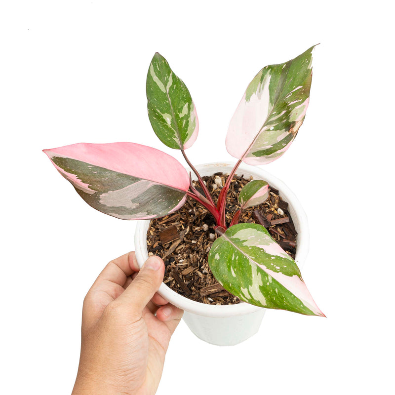 Philodendron Pink Princess Marble – Aroid Market