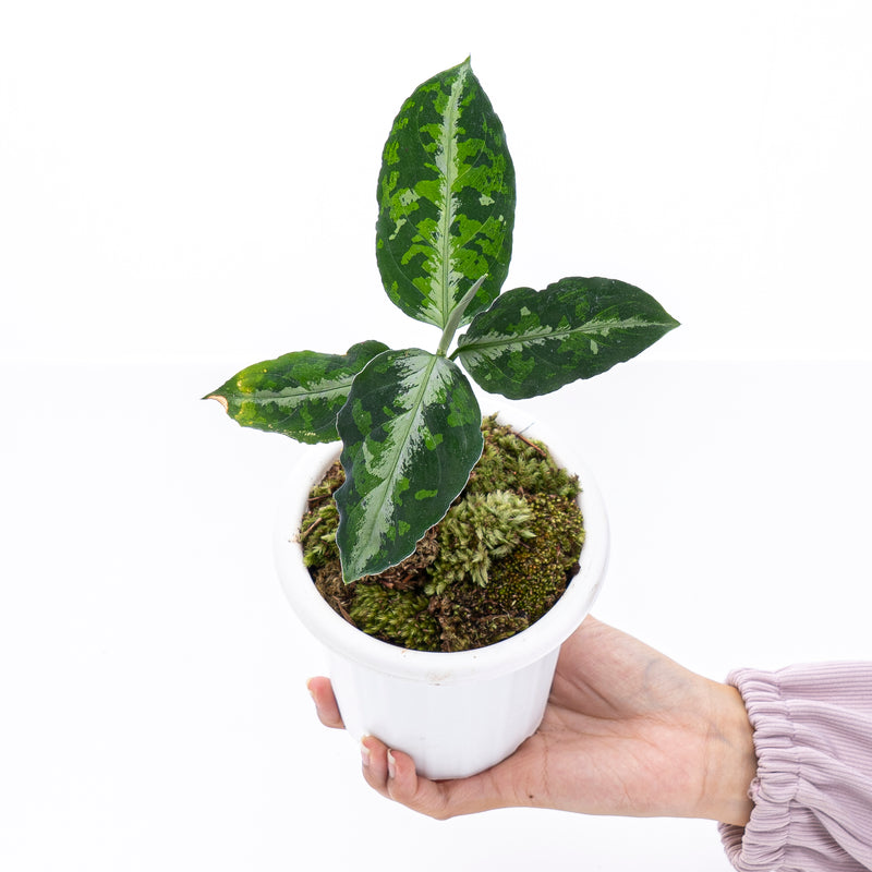 Aglaonema Pictum Tricolor – Aroid Market