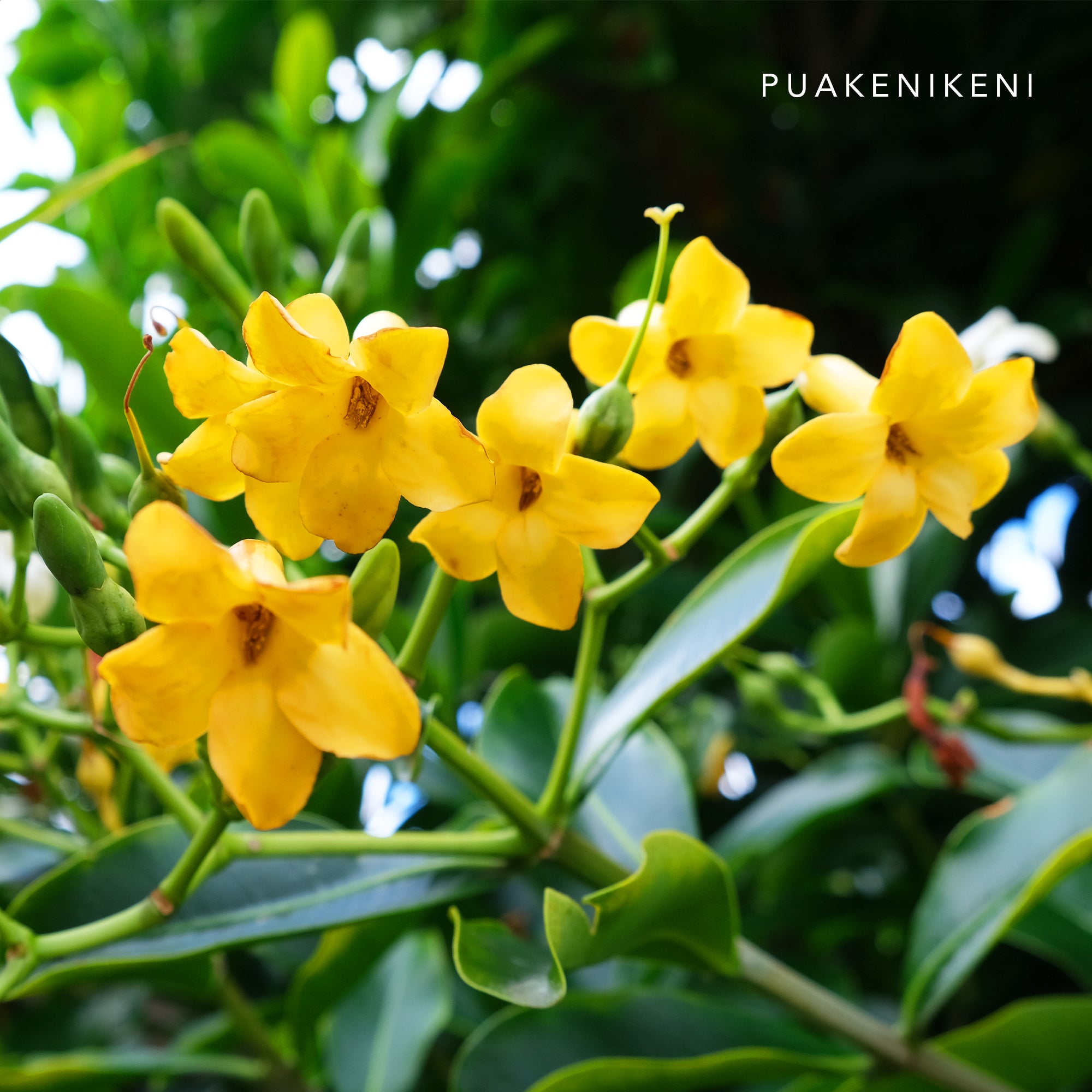 リードディフューザー 180ml Puakenikeni