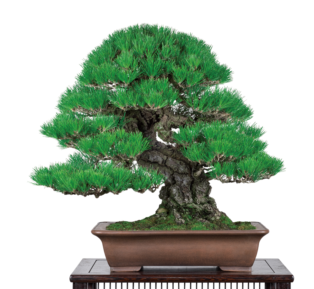 黒松（くろまつ）│盆栽、盆栽書籍、盆栽鉢の通販│近代出版