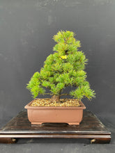 赤石五葉松FM005 ※説明欄を必ずお読みください