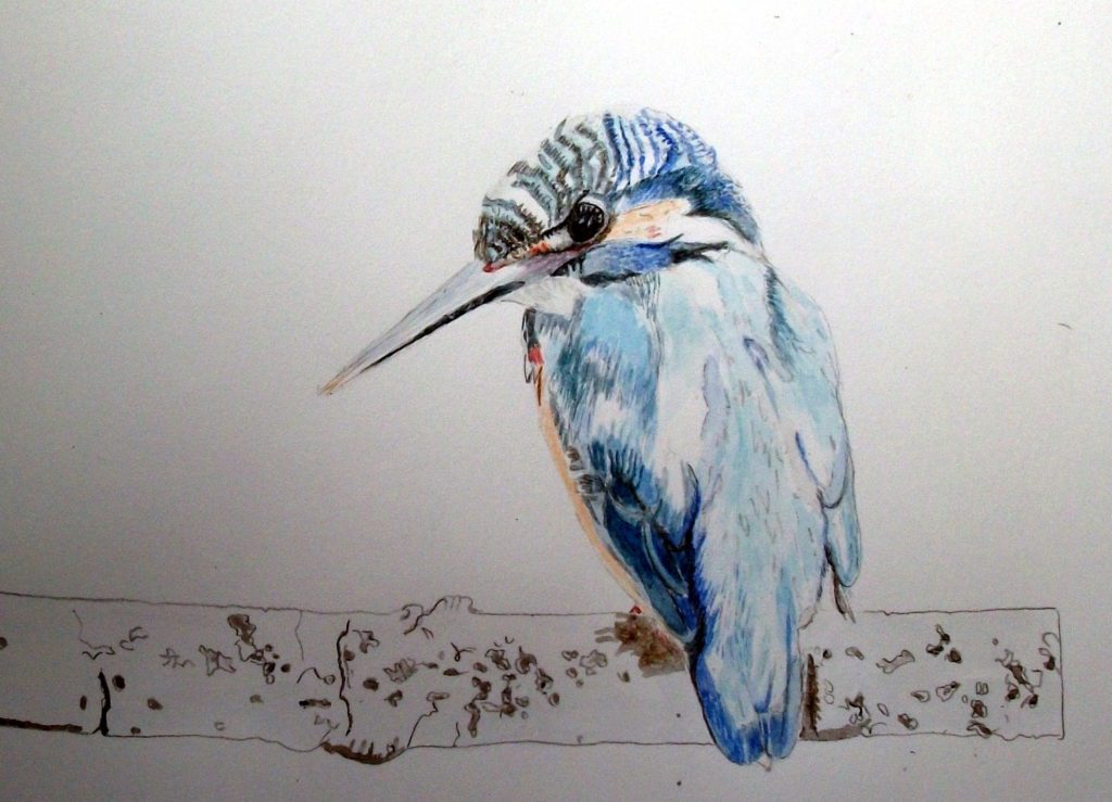 透明水彩でカワセミを描く方法 - 透明水彩で描く細密画 | Art JP