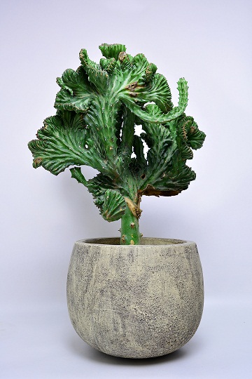 叢 - Qusamura 展 〜蠢く植物の世界〜 | PARCO MUSEUM