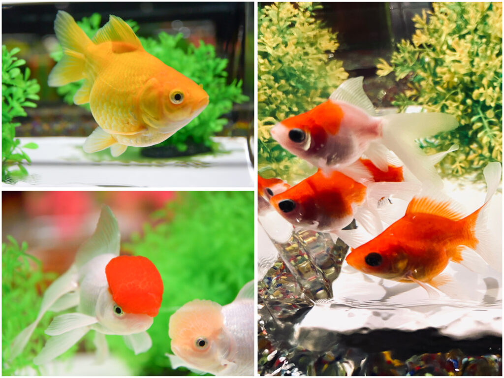 新年のお祝いに、縁起の良い金魚鑑賞を。金魚新年～アートアクアリウム