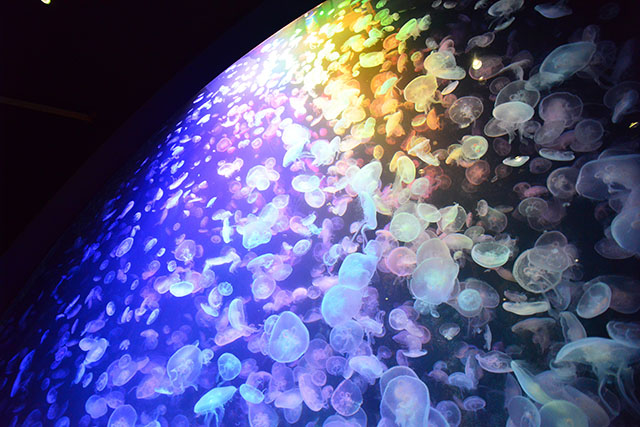 クラゲ展示種数世界一！山形県唯一の水族館は、幻想的な世界に連れて