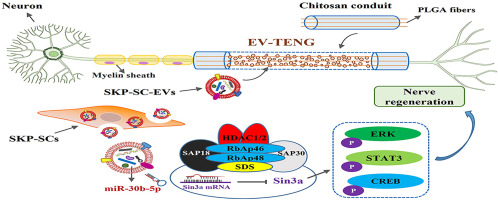 Chitosan/PLGA-based tissue engineered nerve grafts with SKP-SC-EVs