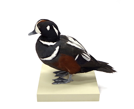 カモ | 鳥類 | 剥製の製作・直売・レンタル・修理なら剥製専門店