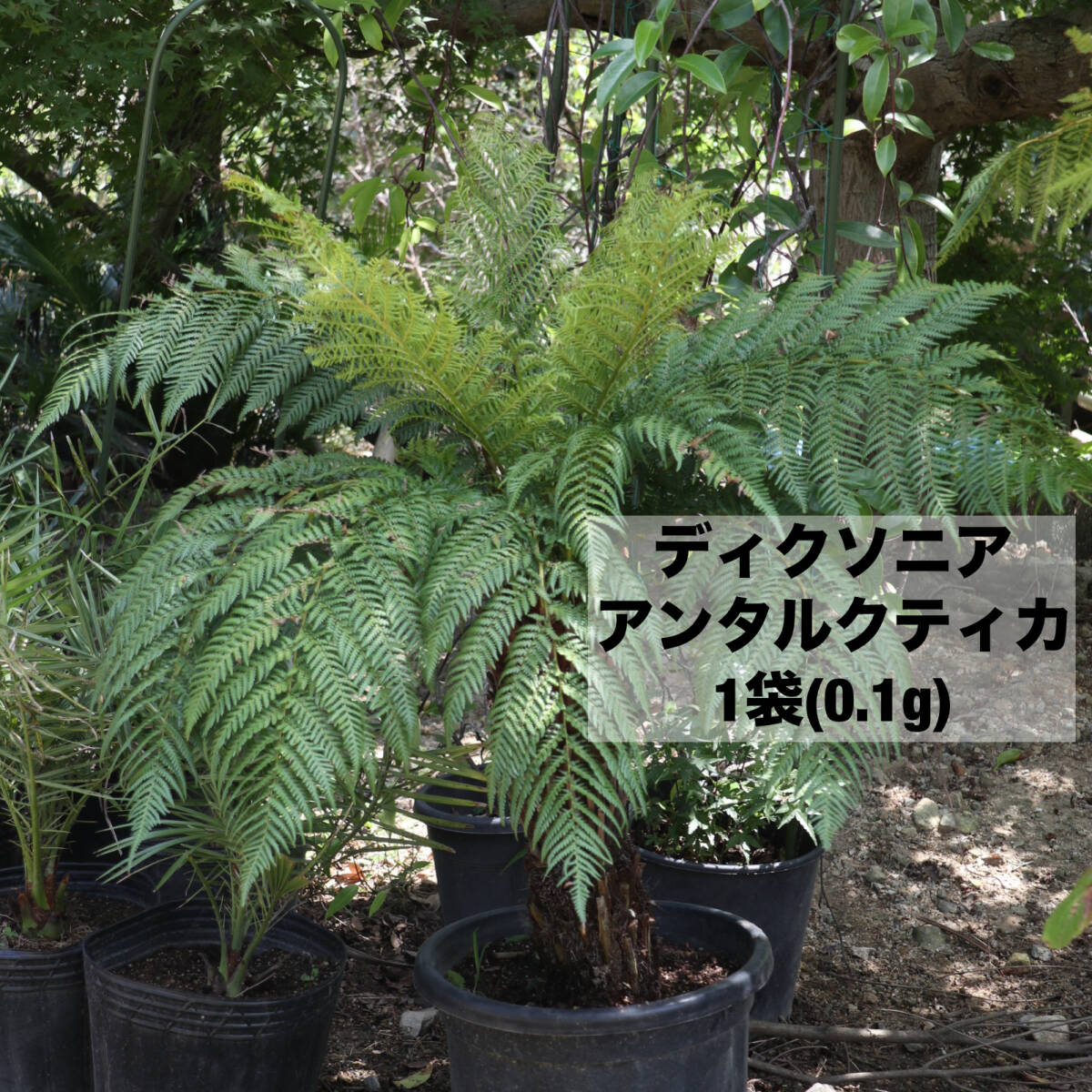 Yahoo!オークション -「ディクソニア」の落札相場・落札価格