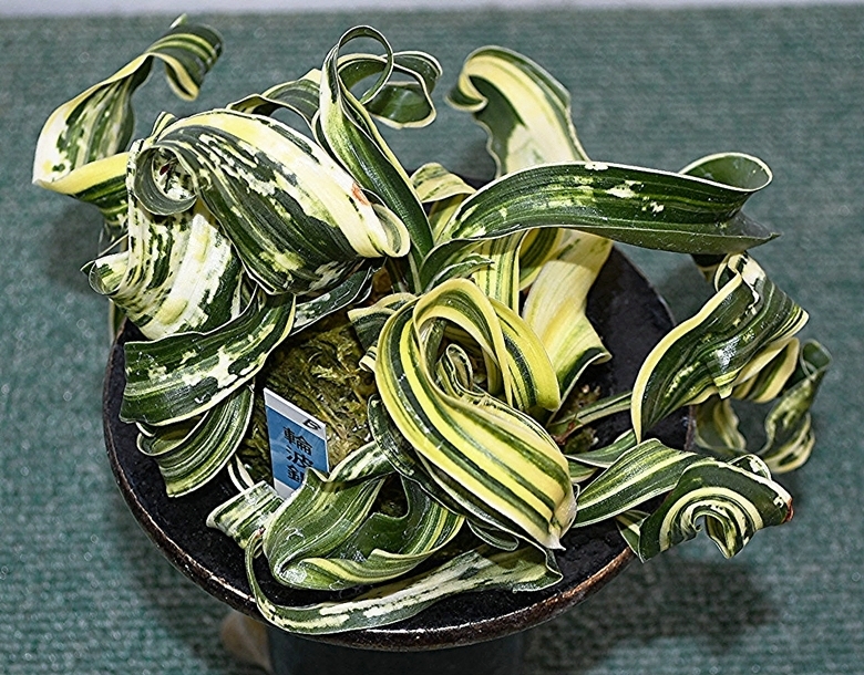 Yahoo!オークション -「万年青 獅子」の落札相場・落札価格