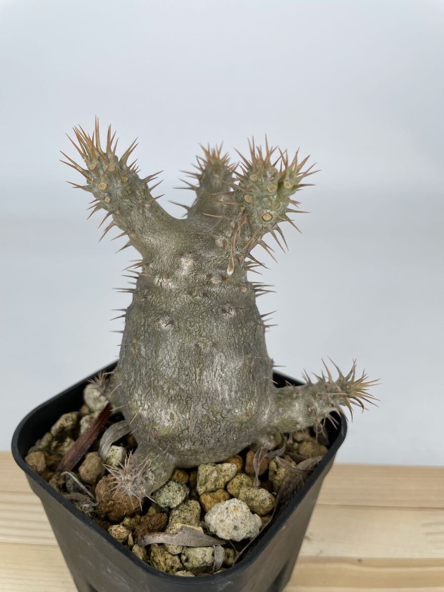 2026年最新】グラキリスの人気商品一覧 - Yahoo!オークション