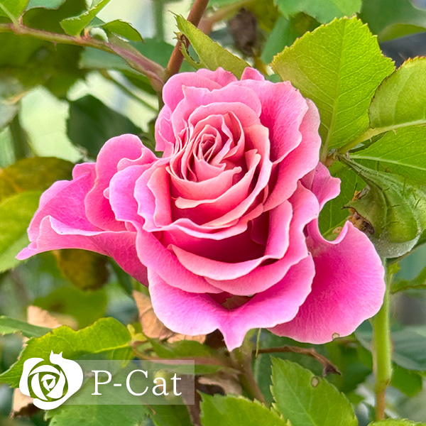 上海ガール Shanghai girl ｜ ピーキャットローズショップ