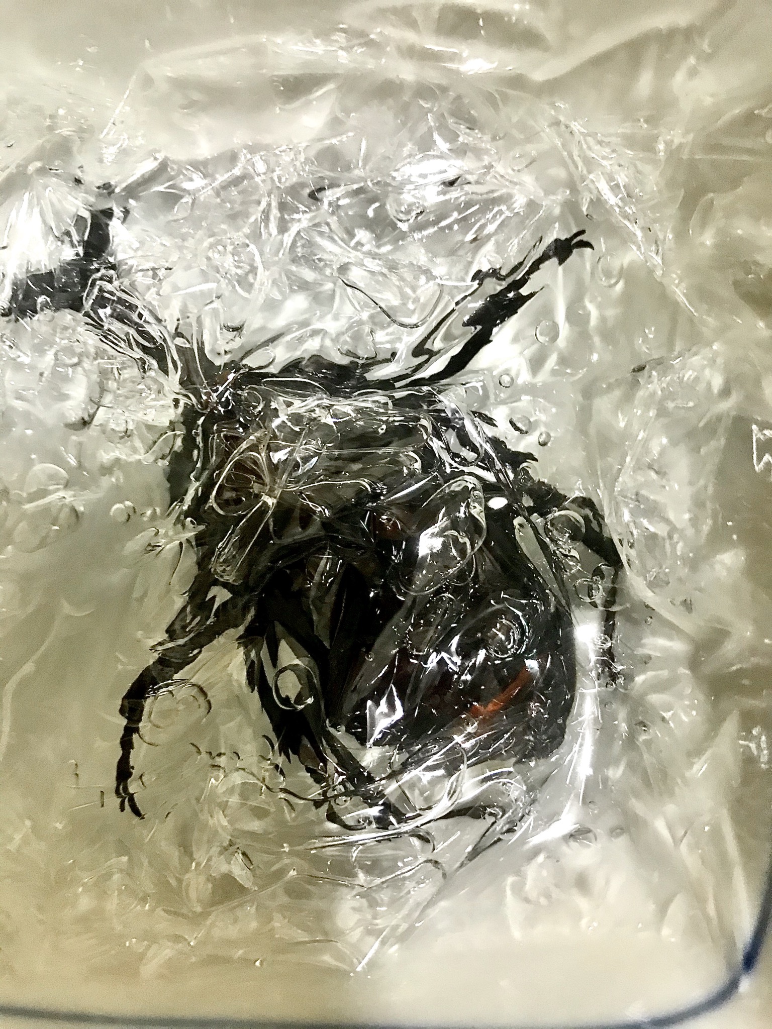 レジン標本 | Queen Beetles