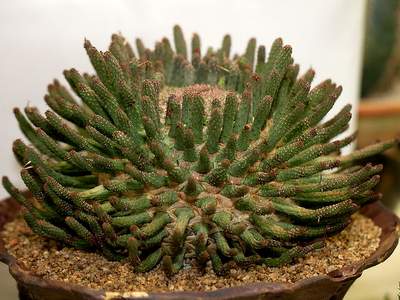 CAUDICIFORM Euphorbia fusca