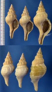 Microshells: Pleuroploca gigantea ダイオウイトマキボラ