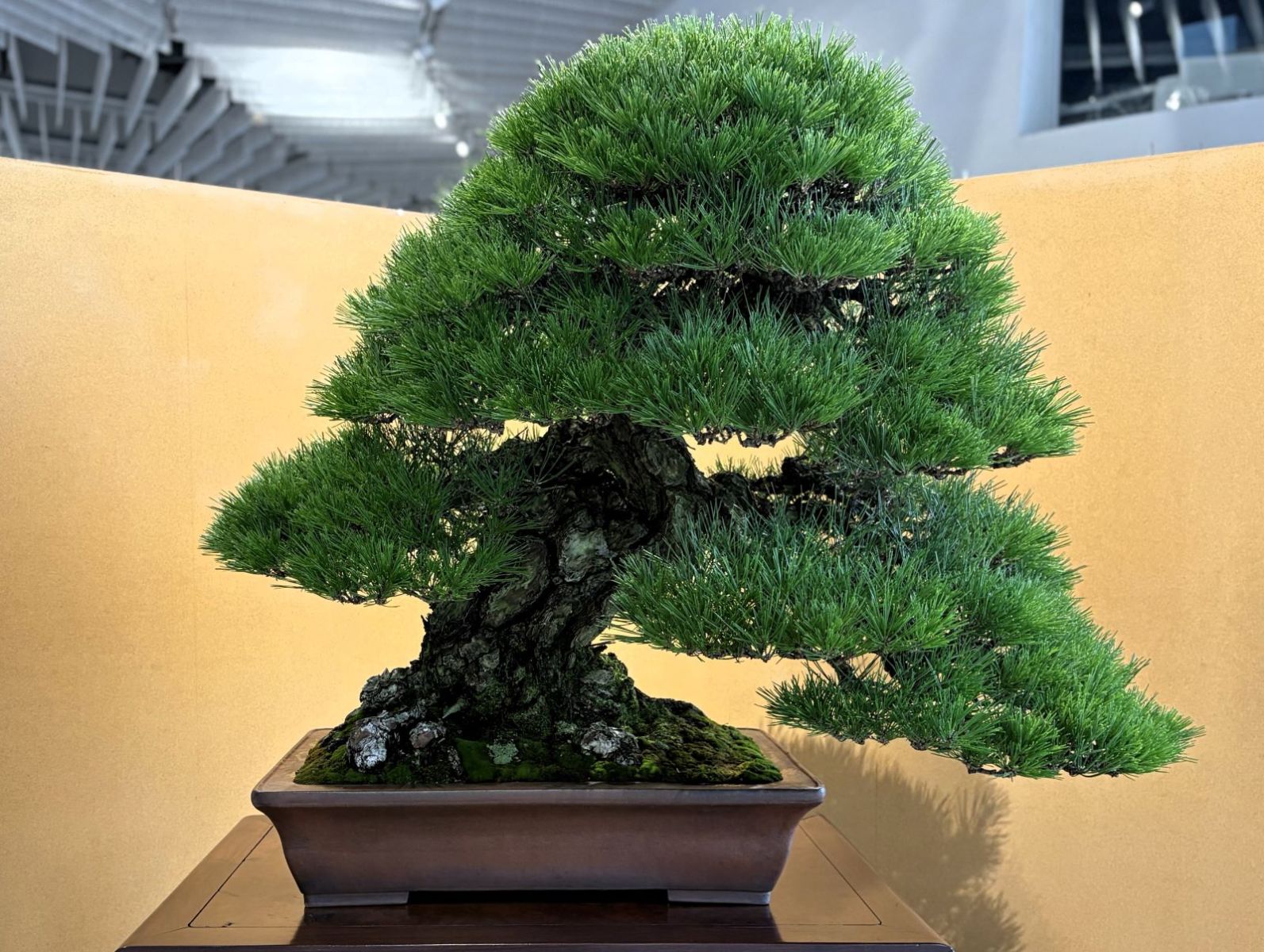 黒松 Japanese Black Pine - 盆栽日本 Bonsai Japan