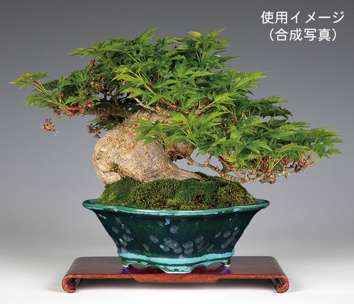 平安泉山緑結晶木瓜式鉢(小) | 盆栽、盆栽書籍、盆栽鉢の通販│近代出版