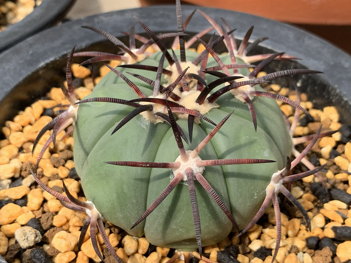 Shabomaniac! 北米強刺サボテン