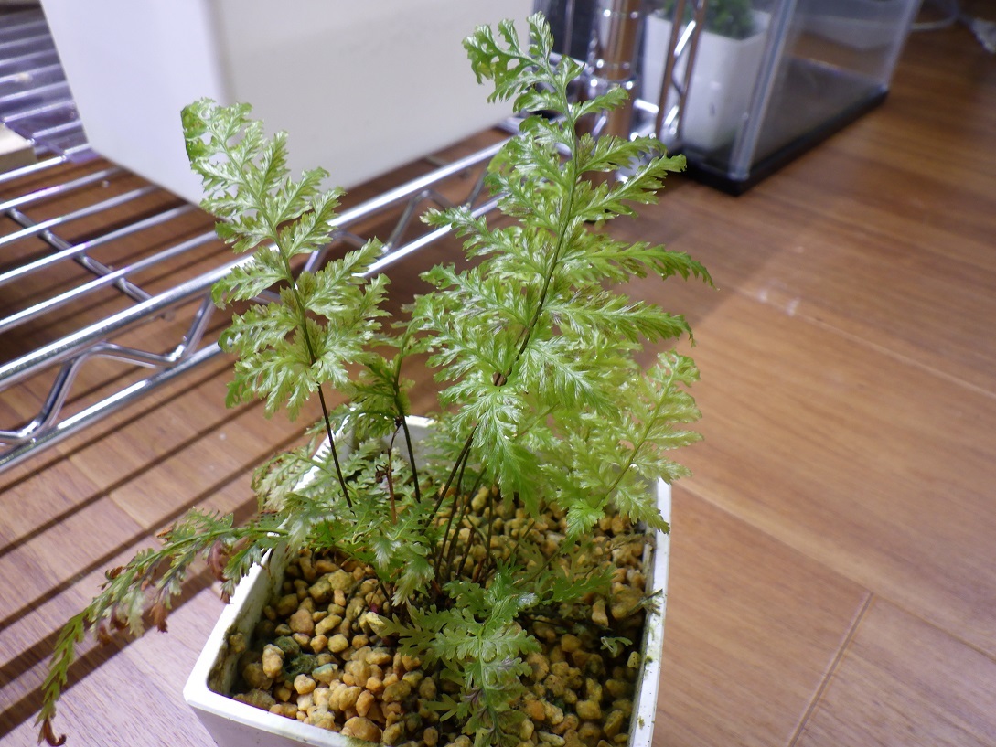 Abrodictyum obscurum（オニホラゴケ） - シダ・コケシノブ・苔