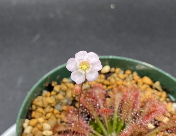 Drosera oblanceolata - ドロセラ（モウセンゴケ）