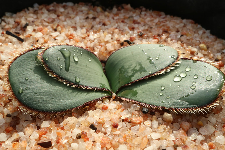 Shabomaniac! 毛深い球根。