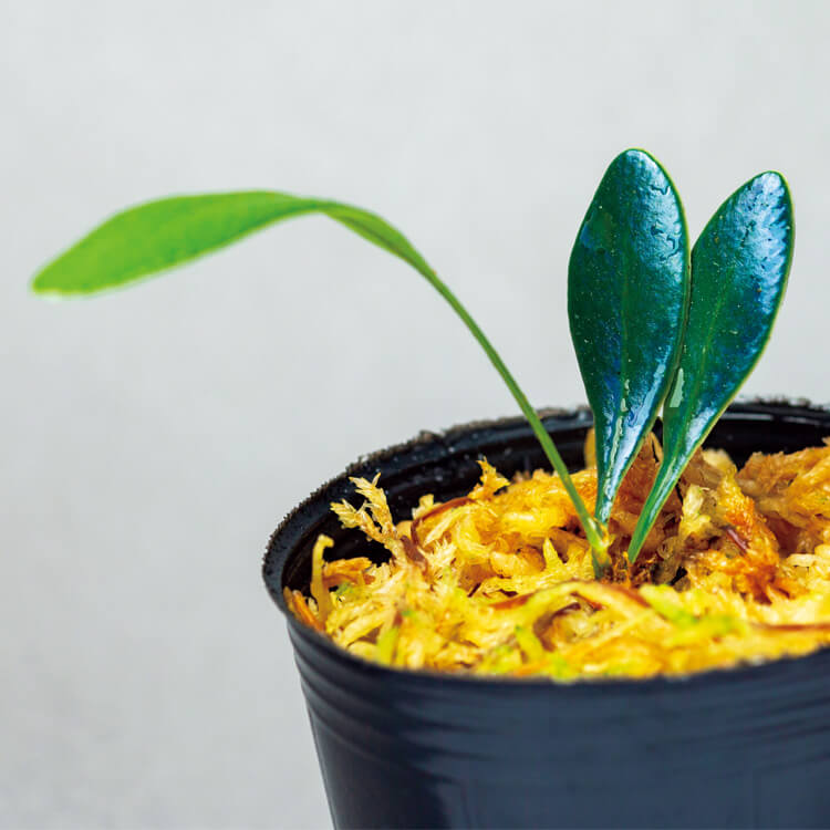 グリーンを育てたい時に読む。BRUTUSの「珍奇植物」記事まとめ