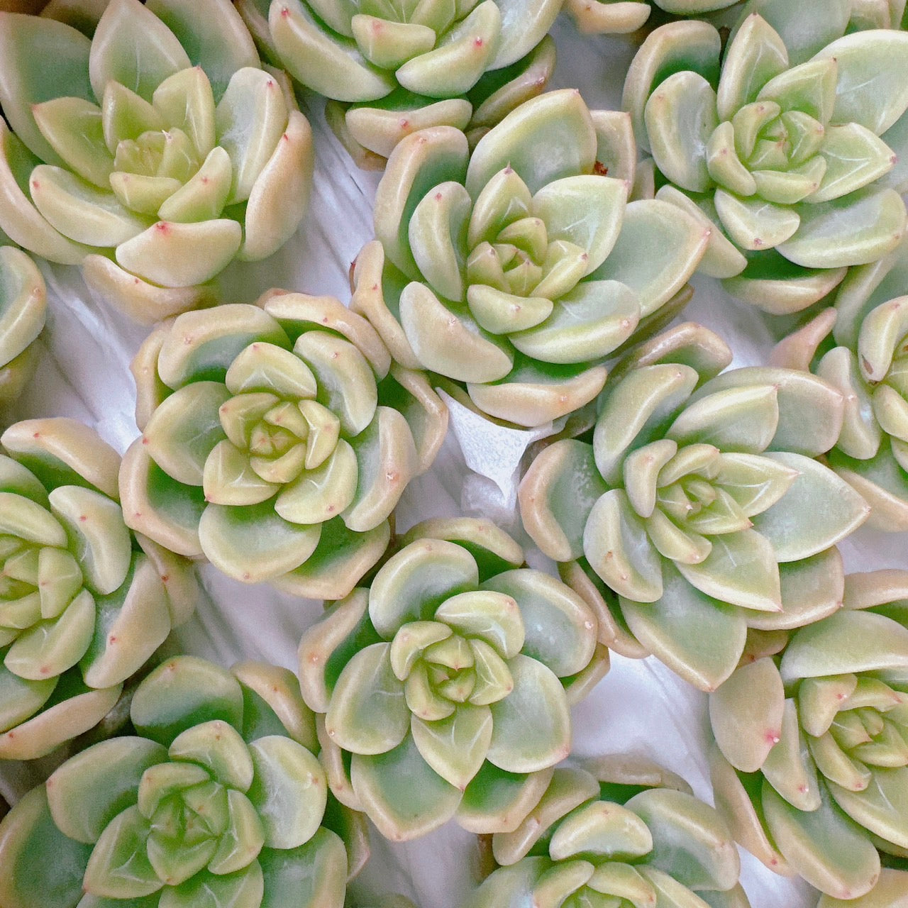 クリアスカイジェニー – Bull Succulent