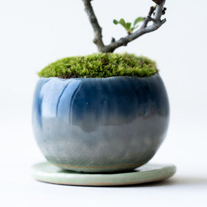 石木花 長寿梅（受け皿セット） 手のひらサイズの新しい盆栽 – By Emotion