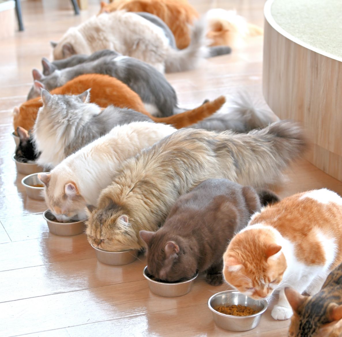 秋葉原店｜猫カフェ MOCHA(モカ)