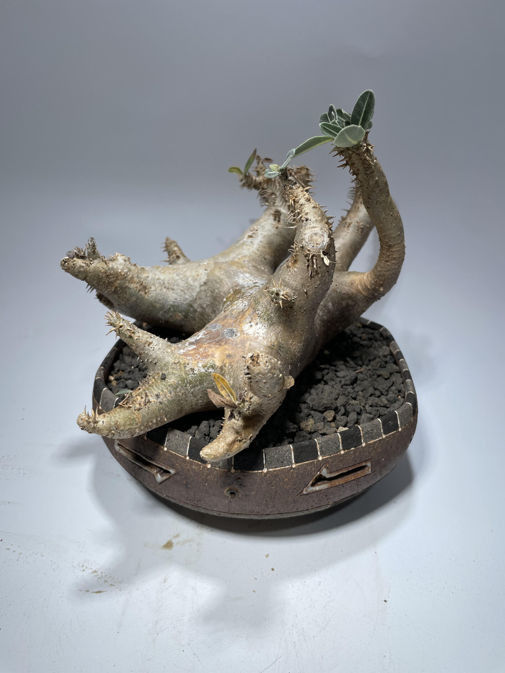 パキポディウム マカイエンセ 現地球 – Caudex