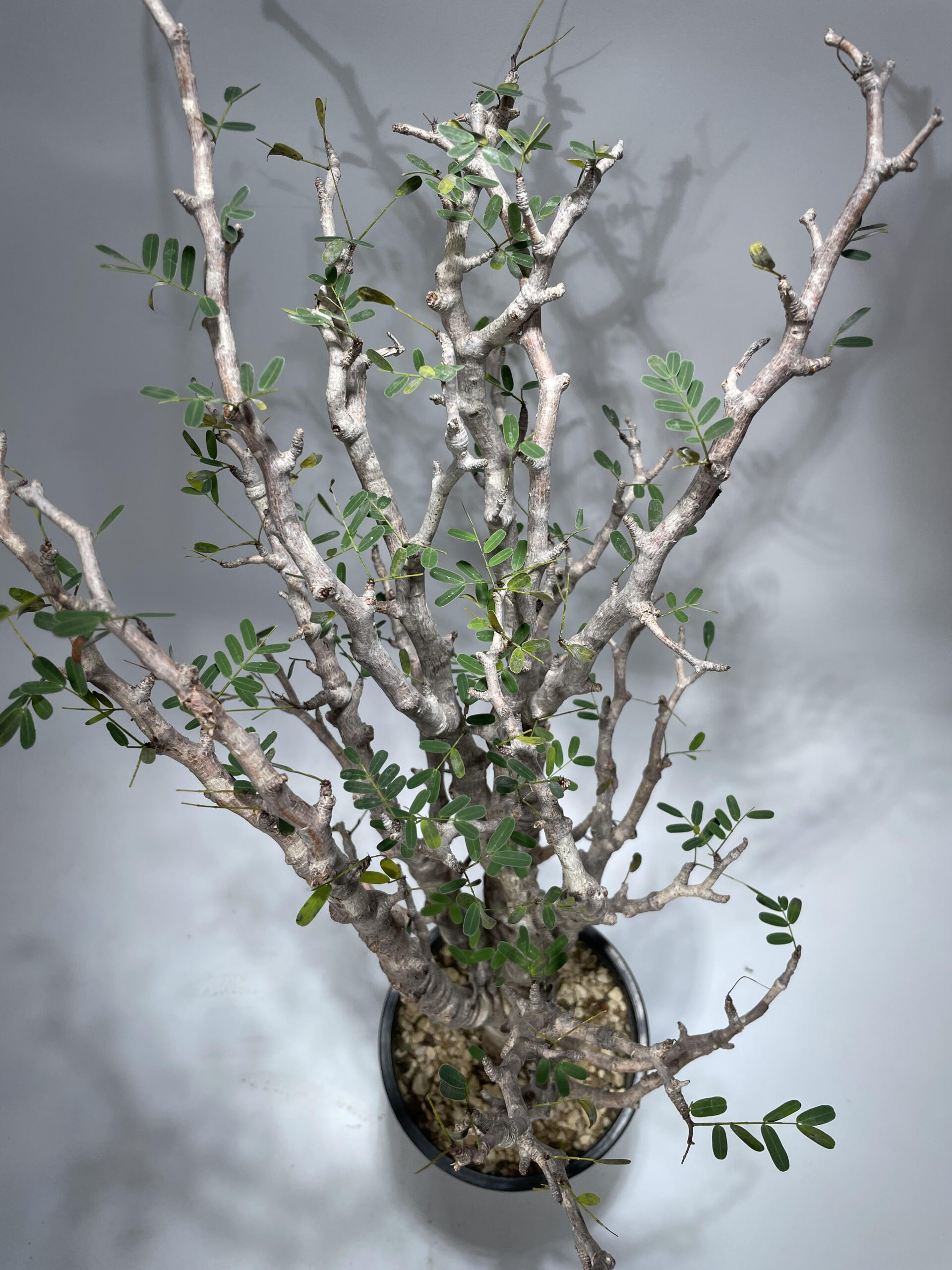 センナ メリディオナリス 現地球 – Caudex