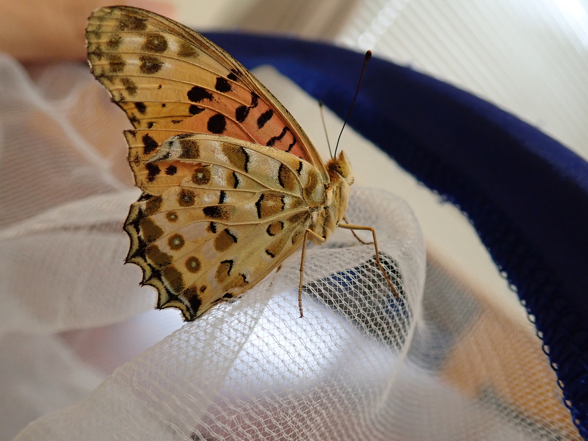 パンジーにつく大型の蝶、ツマグロヒョウモン - あいかわ公園自然観察