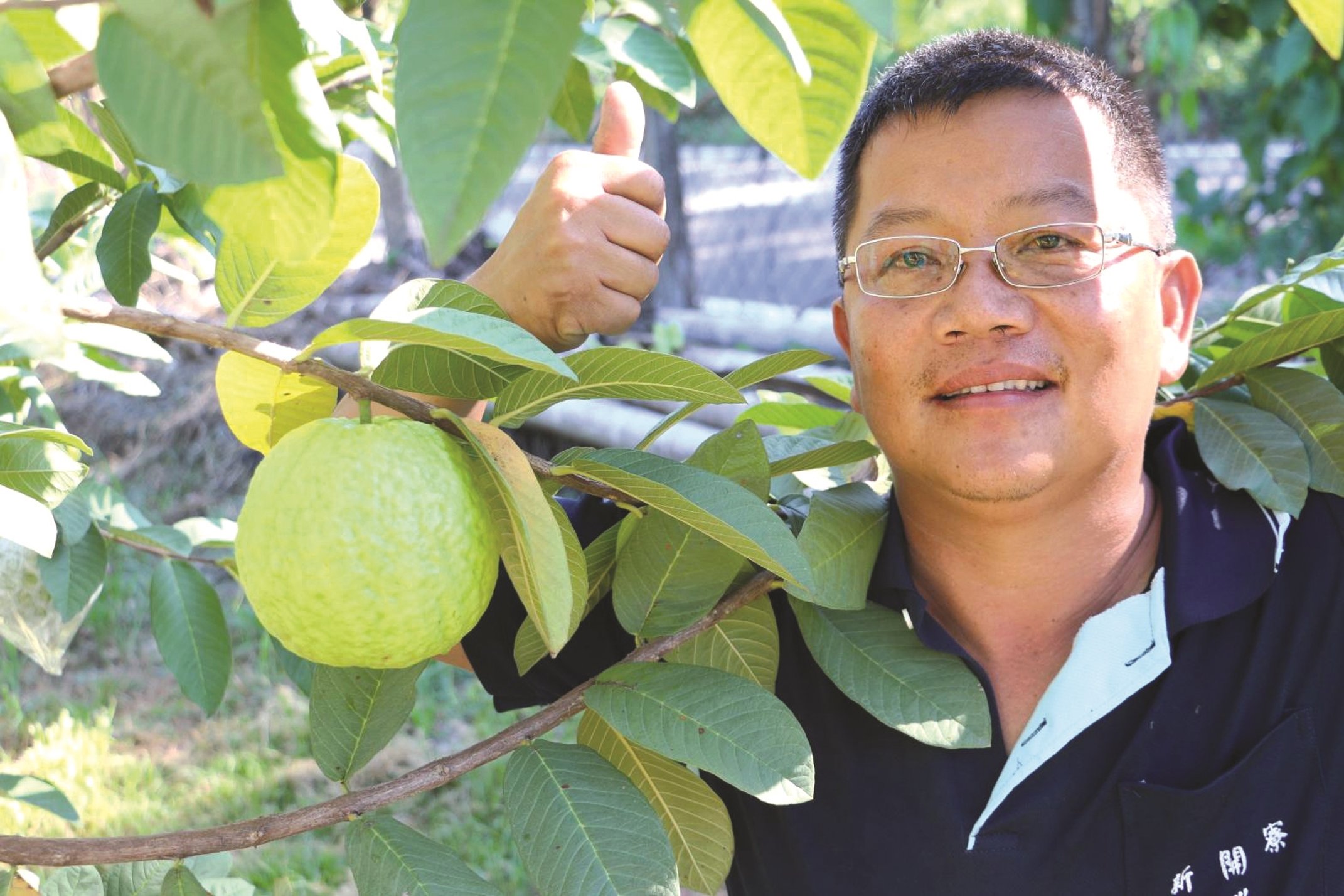 技转新品种番石榴高雄2号+珍翠芭乐- 农牧世界