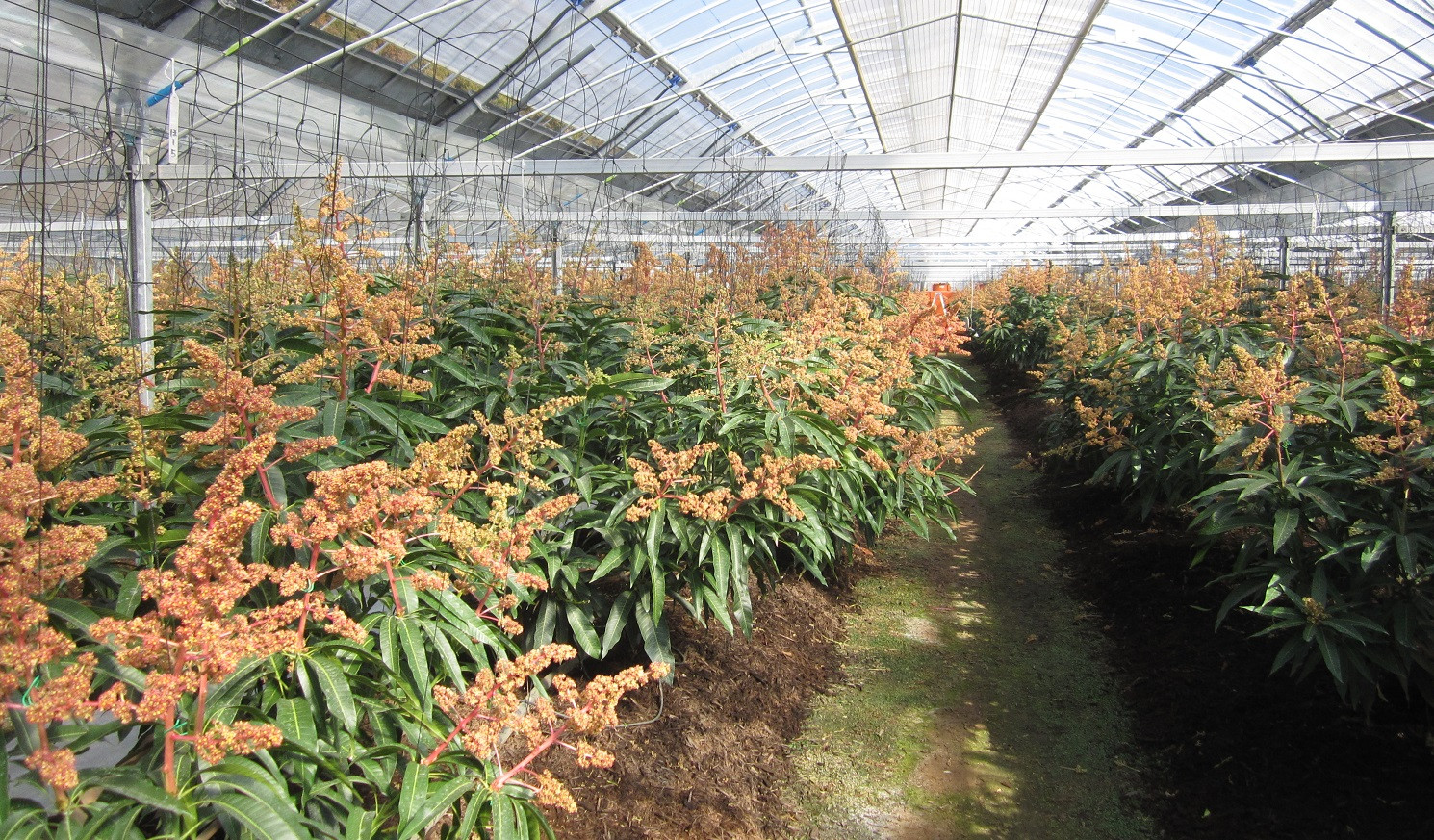 やました農園 マンゴー おいしい 甘い 宮崎 完熟マンゴー 山下農園