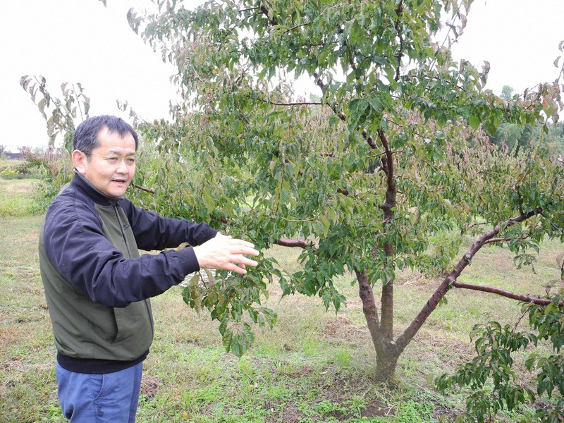 長野の南高梅」に「富良野のサクランボ」？ 果樹産地が北上している
