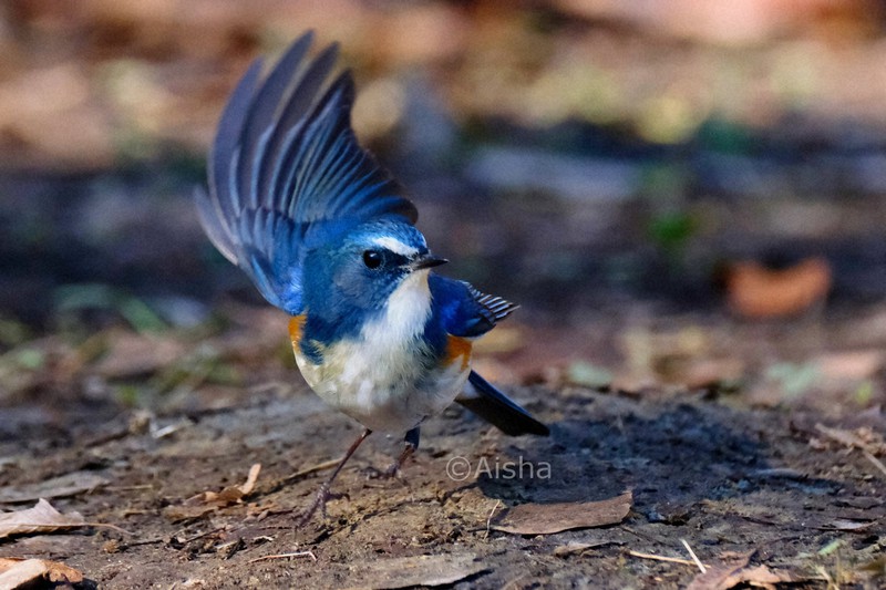 カメラ少女・藍沙のいきもの大好き：幸せの青い鳥 ルリビタキ | 毎日新聞