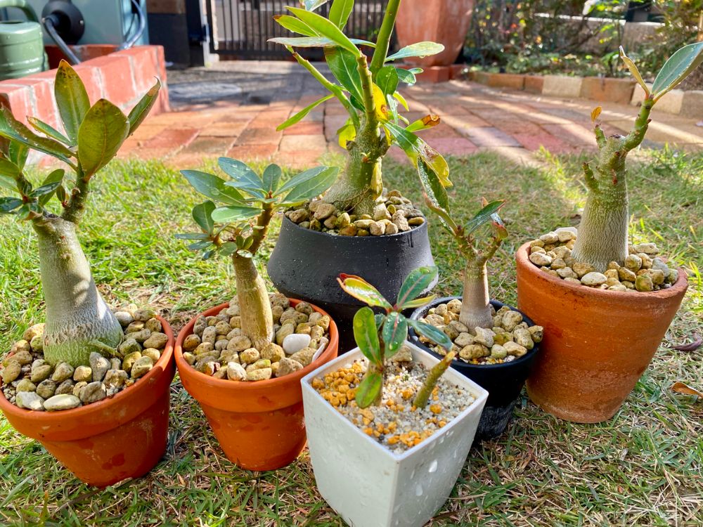 アデニウムの種類図鑑｜品種によって花の色が違う？希少種もある？