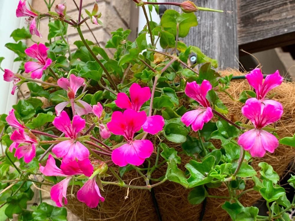 ゼラニウムの種類図鑑｜珍しい品種や人気品種一覧を写真でご紹介