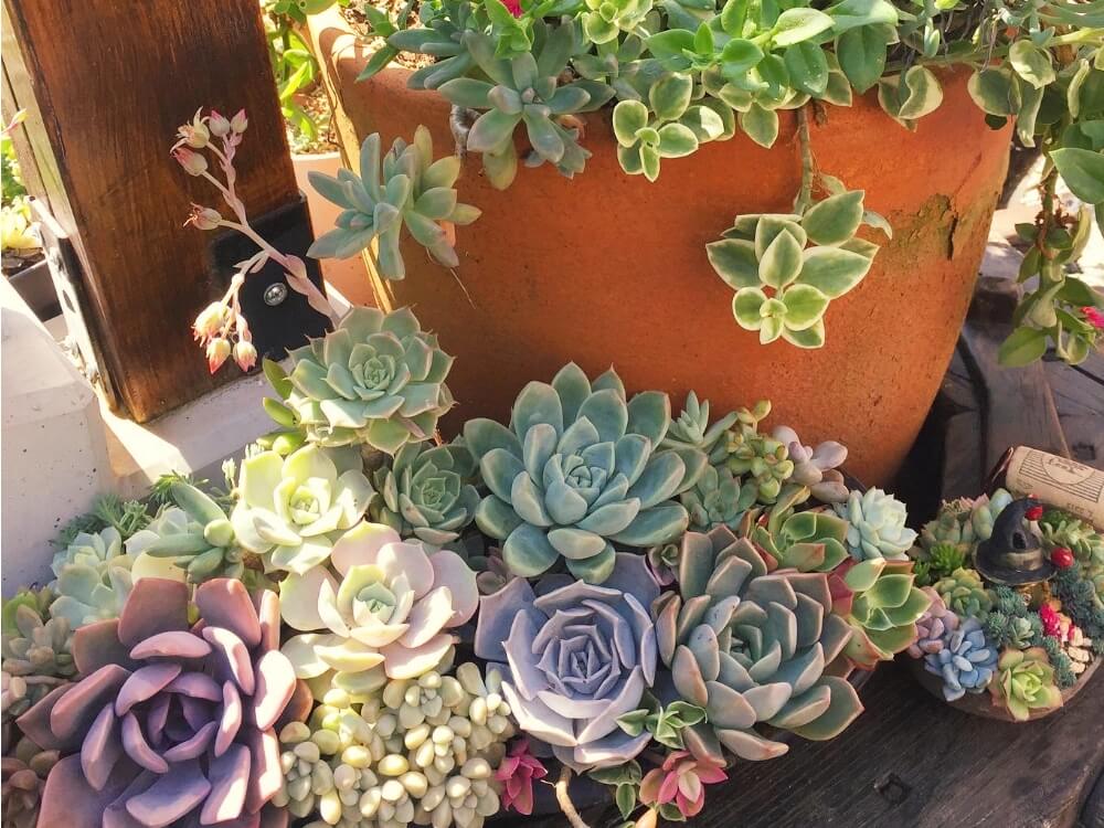 はじめての多肉植物の寄せ植えの作り方！初心者も成功するコツとは？