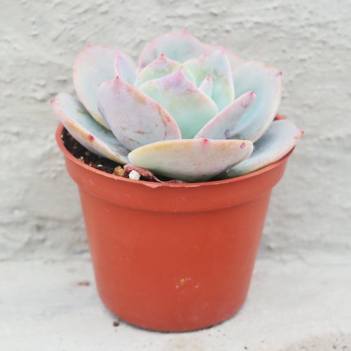 台湾 【Dou Dou 多肉植物】【ホワイトフェニックス】新築祝い│ギフト