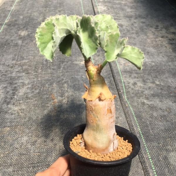 塊根植物：キフォステンマ ウター マクロプス*塊幅4cm 現品 一品限り