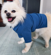 犬服教室セレブドッグの通信講座 / 犬裾尺 Sサイズ 小型犬向けの犬服