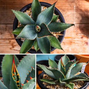 鹿嶋市産 実生アガベ・パリー ホーチエンシス（吉祥天）5号鉢【アガベ