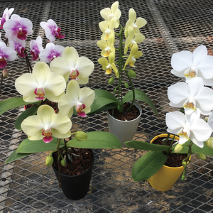 おまかせミニ胡蝶蘭（単鉢・7輪以上）4鉢セット【お花 花 コチョウラン