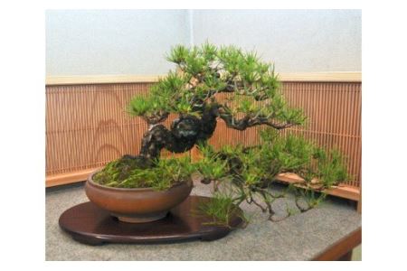 赤松盆栽（中型サイズ）樹齢15～20年程度 【11100-0074】 | 埼玉県