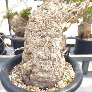 オペルクリカリア・パキプス「塊根植物の王様」(発根管理済) Z5｜観葉