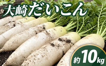 2026年収穫分 先行予約＞大崎だいこん 1箱 10kg |野菜 10キロ だいこん