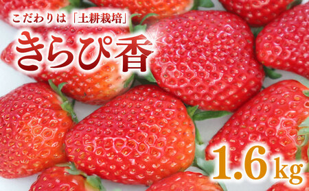 いちご【 期間限定】苺 きらぴ香 いちご イチゴ 苺 1.6kg | イチゴ